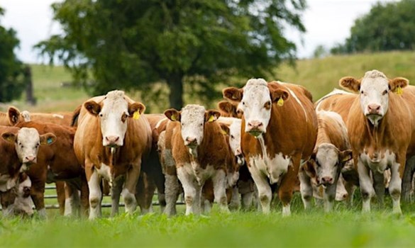 Herd of Simmental cattle in a grassy field facing camera